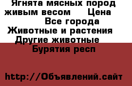 Ягнята мясных пород живым весом.  › Цена ­ 125 - Все города Животные и растения » Другие животные   . Бурятия респ.